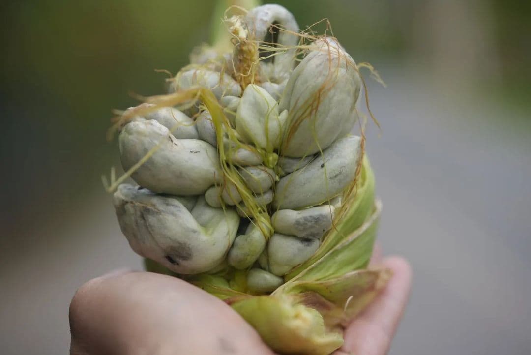 Picture of the author