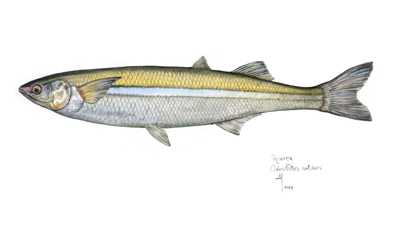 Picture of the author