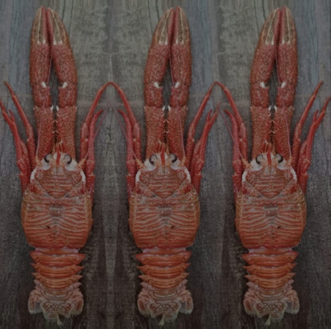 Picture of the author