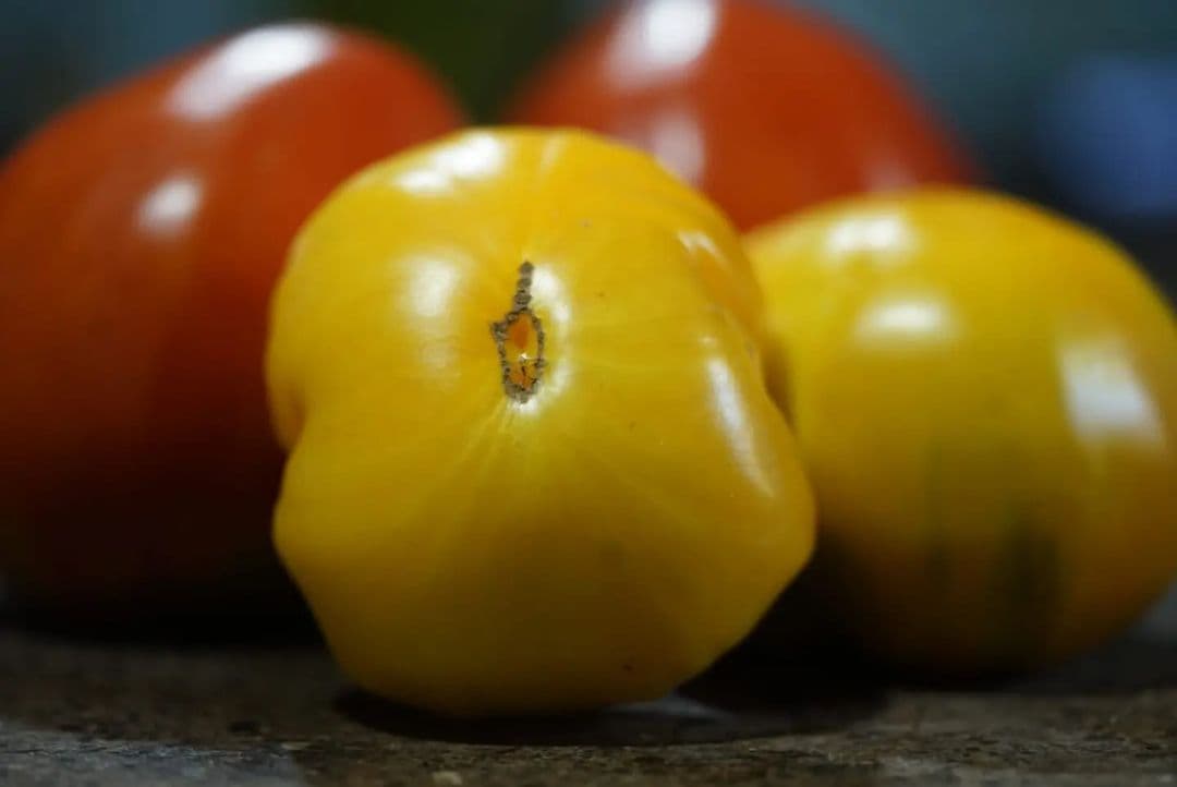 Picture of the author