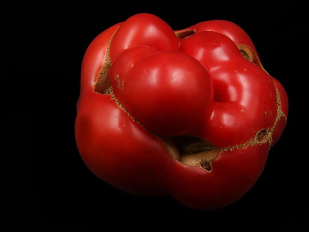 Picture of the author