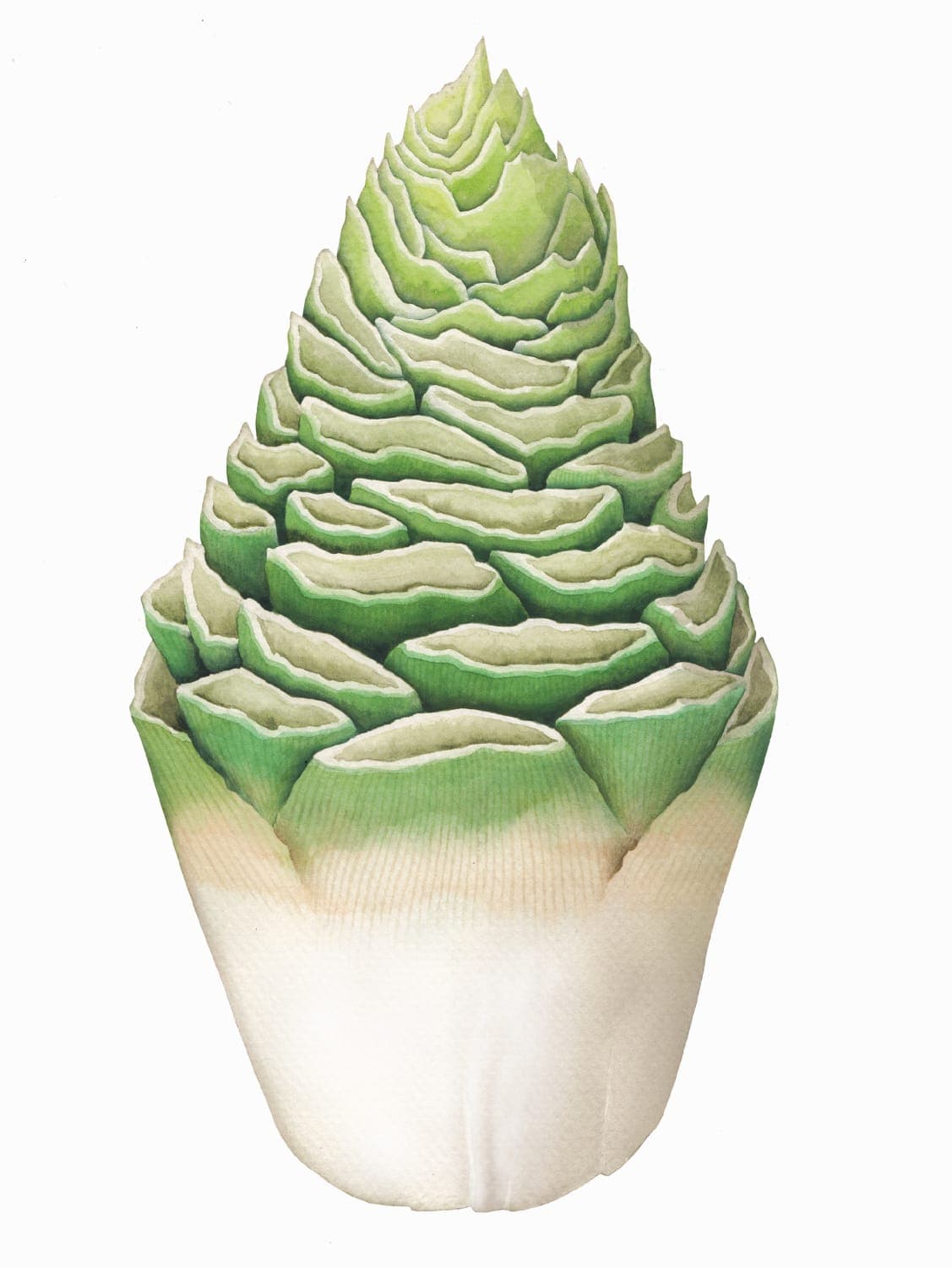 Picture of the author