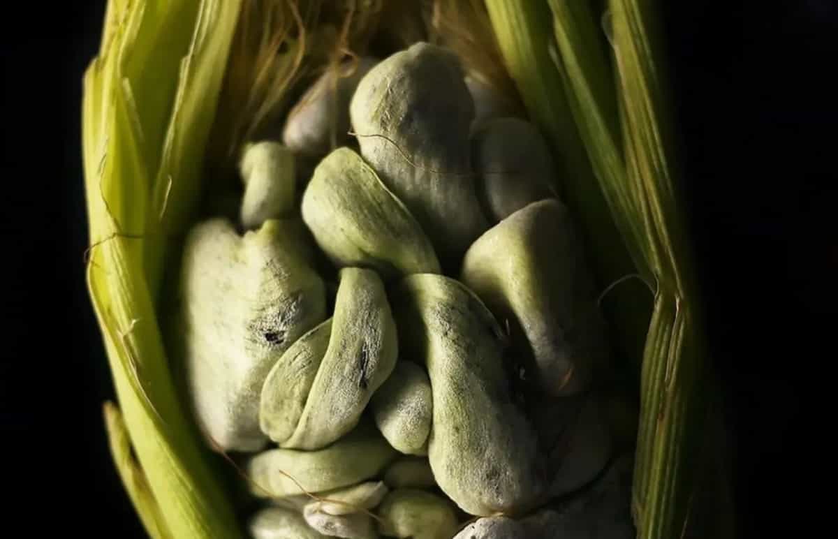 Picture of the author