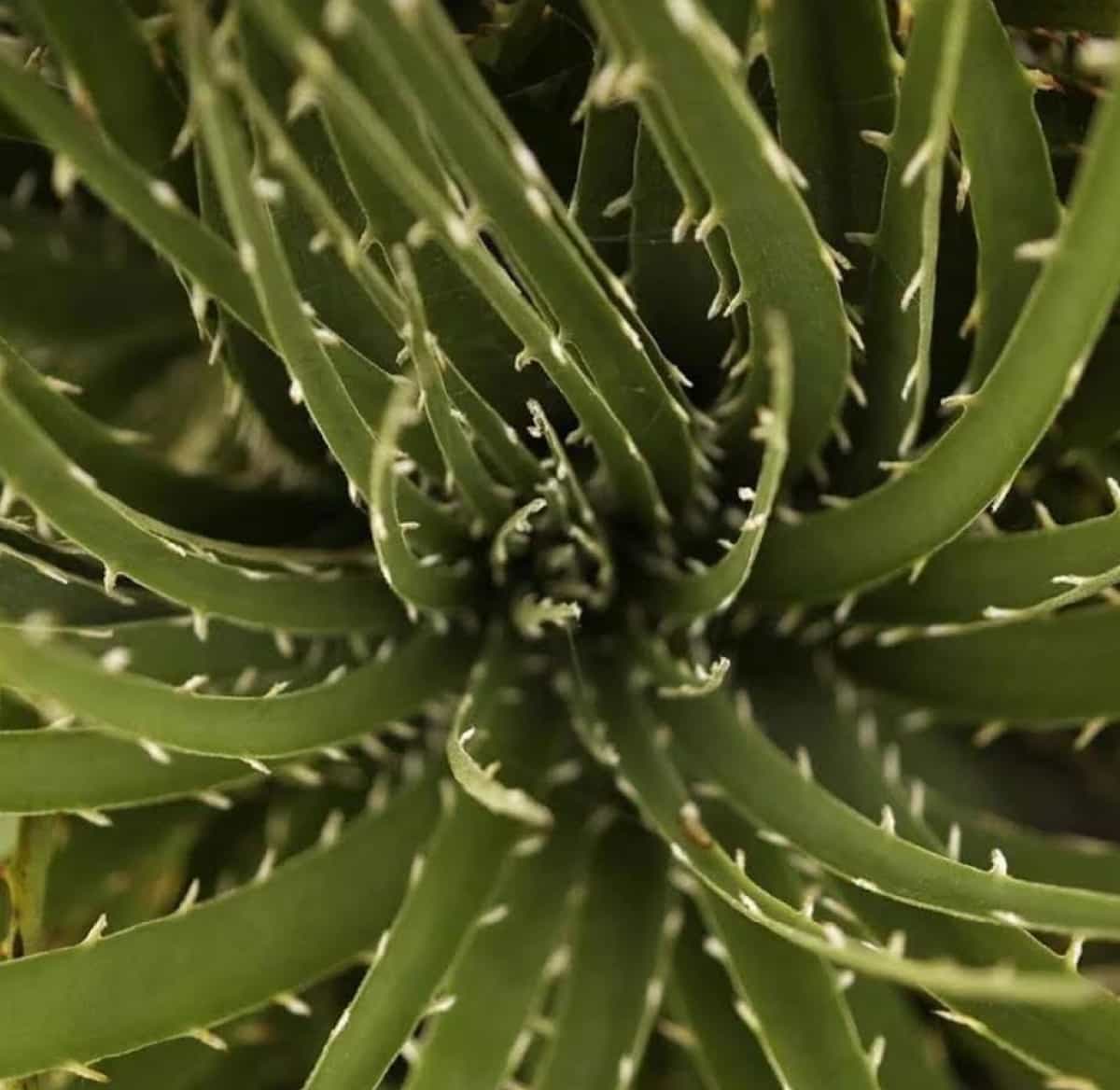 Picture of the author